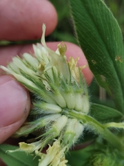 Trifolium pannonicum