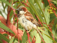 Passer domesticus