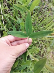 Trifolium pannonicum