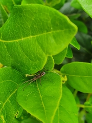 Allagelena gracilens