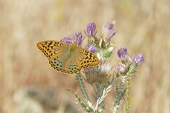 Argynnis pandora