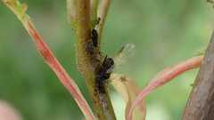 Periphyllus testudinaceus