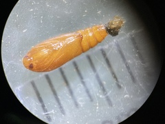 Anacampsis lupinella