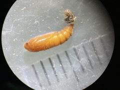 Anacampsis lupinella