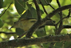 Vireonidae