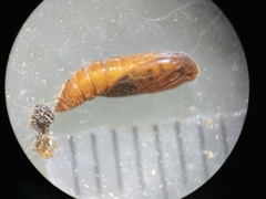 Anacampsis lupinella