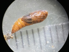 Anacampsis lupinella