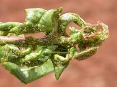 Brachycaudus amygdalinus