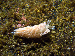 Favorinus blianus