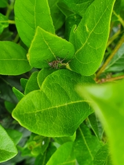 Allagelena gracilens
