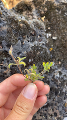 Mimetanthe pilosa