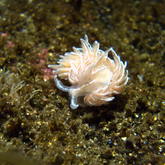 Favorinus blianus
