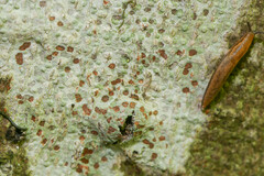 Pertusaria pustulata