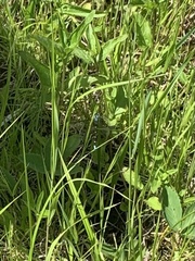 Chromagrion conditum