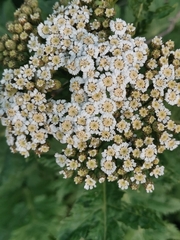 Tanacetum macrophyllum