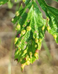Dasineura ulmaria