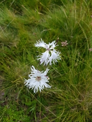 Dianthus arenarius