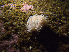 Favorinus blianus