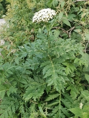 Tanacetum macrophyllum