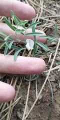 Lathyrus biflorus