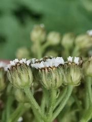 Tanacetum macrophyllum