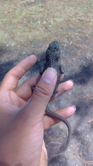 Sceloporus asper