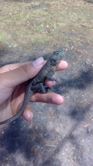 Sceloporus asper