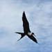 Rothschild's Magnificent Frigatebird - Photo (c) tntepi, some rights reserved (CC BY-NC)