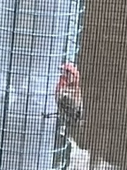 Haemorhous mexicanus