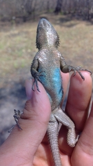 Sceloporus asper