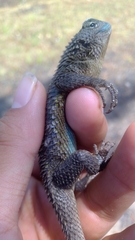 Sceloporus asper