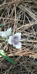 Calochortus tolmiei