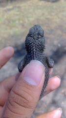 Sceloporus asper