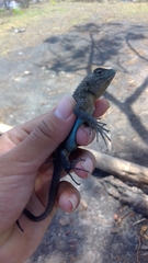 Sceloporus asper