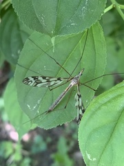 Tipula trivittata