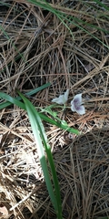 Calochortus tolmiei