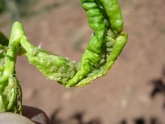 Brachycaudus amygdalinus