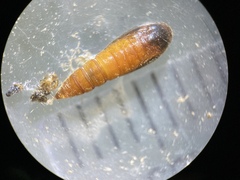 Anacampsis lupinella
