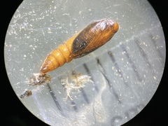 Anacampsis lupinella