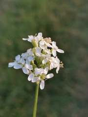 Silene sendtneri