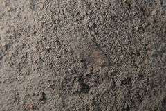 Arnoglossus