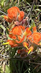 Castilleja mendocinensis