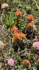 Castilleja mendocinensis