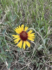 Gaillardia aristata