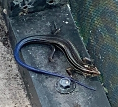 Plestiodon inexpectatus