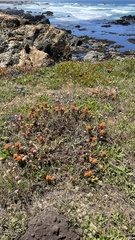 Castilleja mendocinensis