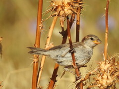 Passer domesticus balearoibericus