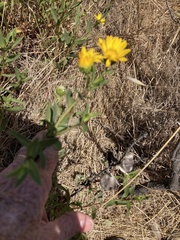 Grindelia stricta platyphylla