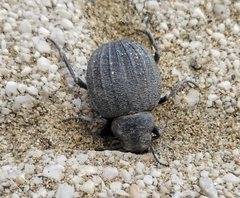 Pimelia bipunctata