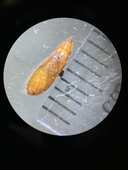 Anacampsis lupinella